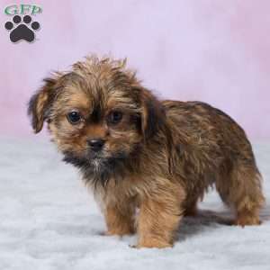 Murphy, Shorkie Puppy